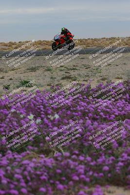 media/Jan-14-2023-SoCal Trackdays (Sat) [[497694156f]]/Turn 14 Exit Bloomig (145pm)/